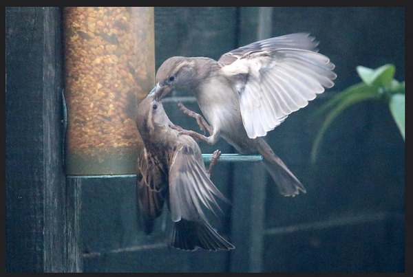 Two House Sparrows tussle at a feeder
