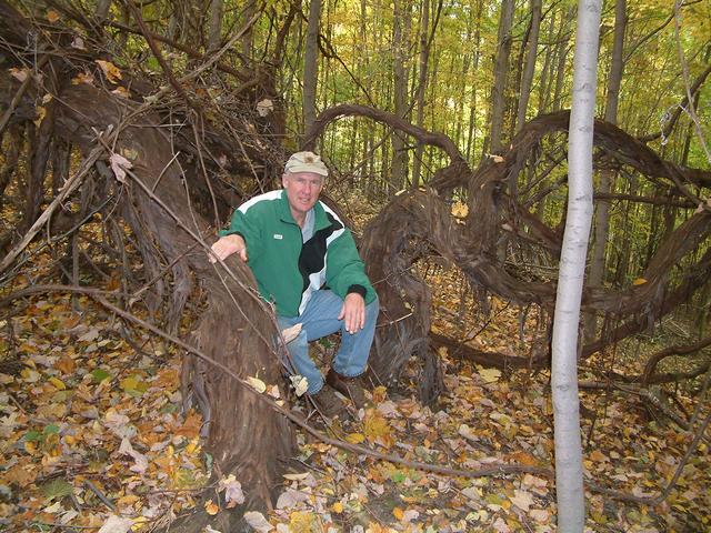 Dave in a grape vine tangle