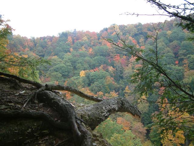 Fall color in the Zoar Canyon