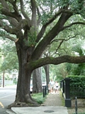 Ancient Oak in the Garden District