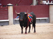 Bull withs banderillas, Plaza de Toros Las Ventas, Madrid
