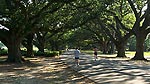 Audubon Park Oaks picture