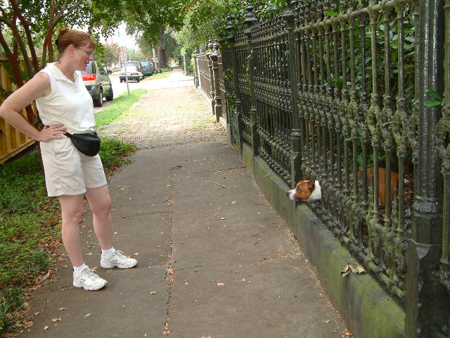dog and cast iron fence