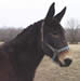 Rhody the mule at the C&O Canal