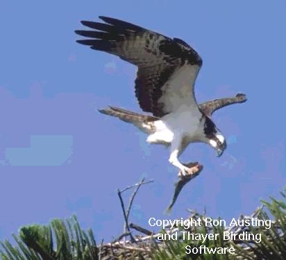 Osprey by Ron Austing