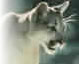 photo: mountain lion