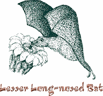 Lesser long-nosed Bat