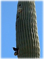 Saguaro Birdhouse