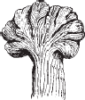 Crested Saguaro