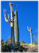 Dead saguaro