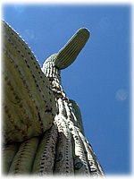 Giant Saguaro