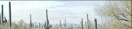 'Saguaro West'