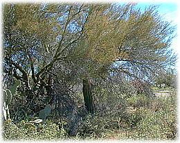 Nursery Tree