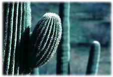 Saguaros