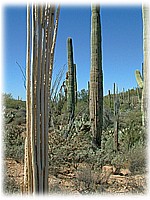 Saguaro National Park