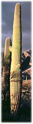Saguaro