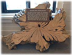 Saguaro Cross Section
