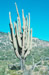 Giant Saguaro