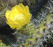 Flower of ; note the two types of spines