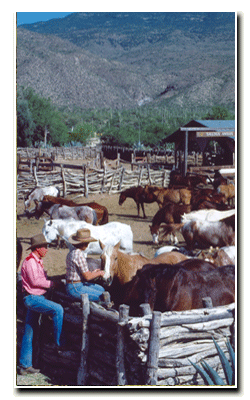 Activities - Main Horse Corral
