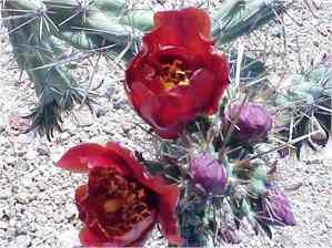 cholla flowers