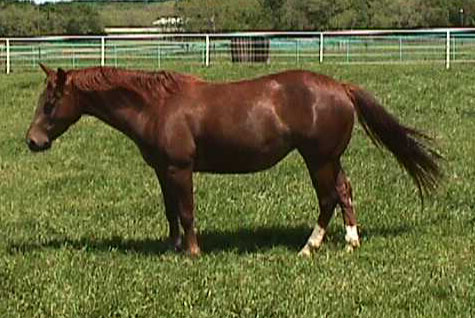 Ladys Heavenly Star