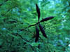 Acaciafarn2391