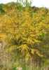 Acaciafarn3419