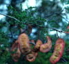Acaciaroem3380