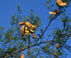 Acaciaroem3390