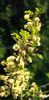Acaciaroem3392