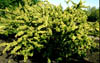 Acaciawrig1427