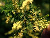 Acaciawrig1428