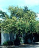 Acaciawrig3376