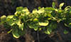 Acaciawrig3445