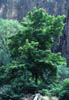 Acergrandi2926