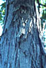 Acerleucod3689