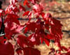 Acerrubrum1436