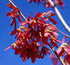 Acerrubrum2908
