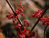 Acerrubrum2958