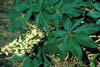 Aesculusga2495