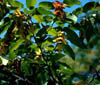 Carpinusca2534