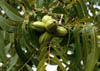 Caryaillin2063