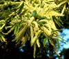 Castaneapu1772A