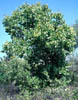 Celtisocci5840