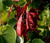 Cerciscaca2796