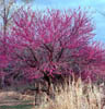 Cerciscaca2803