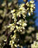 Cerciscame2762