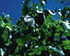 Cerciscate1660