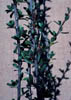 Cercocarbr3793